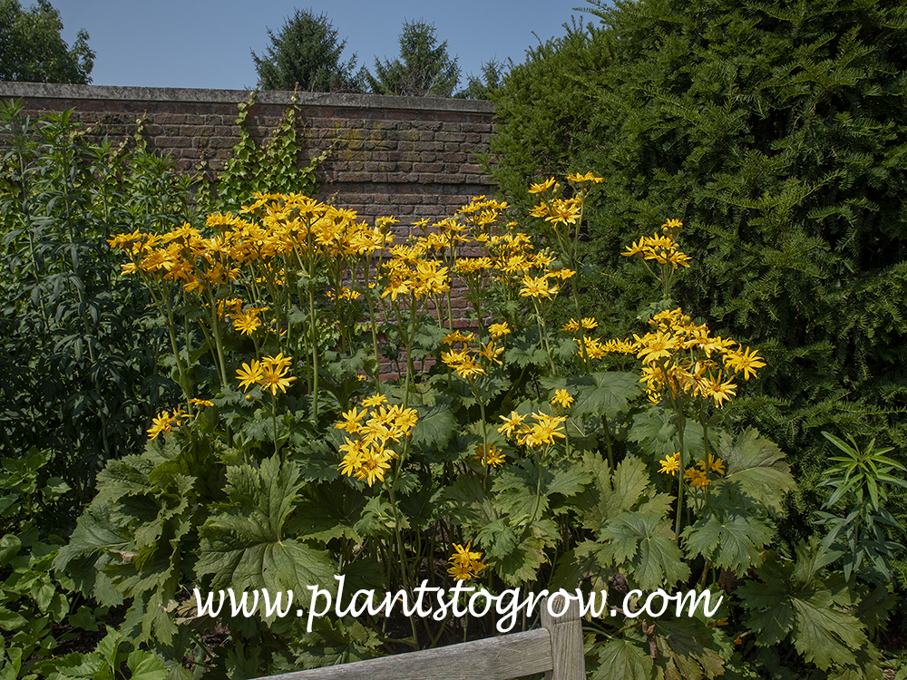 Palm Leaf Ligularia (Ligularia x palmatiloba) 
early July